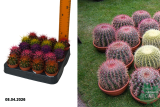 Эхинокактус Рэйнбоу микс (Echinocactus Rainbow Mix)