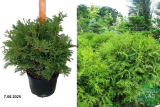 Туя западная Рекурва Нана (Thuja occidentalis Recurva Nana) С7,5
