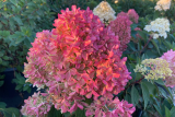 Гортензия метельчатая Петит Флори (Hydrangea paniculata Petite Flori) С3