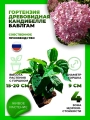 Гортензия древовидная Кандибелле Баблгам