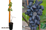 Виноград Байконур (Vitis Baikonur) С2,5