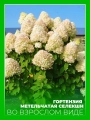Гортензия метельчатая Селекшн
