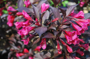 Вейгела цветущая Александра