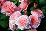 Роза шраб Анститю Люмьер (Rosa Shrub Institut Lumiere) С6