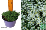 Астра вересковая Сноу Флурри (Aster ericoides Snow Flurry) С2 К