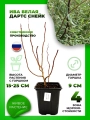 Ива белая Дартс Снейк
