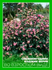 Снежноягодник Доренбоза Мэджик Берри