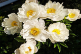 Пион молочноцветковый Мисс Америка (Paeonia Miss America) С5