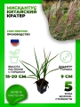 Мискантус китайский Кратер