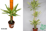 Драцена фрагранс Еллоу Кост (Dracaena fragrans Yellow Coast) Р11