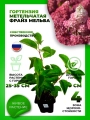 Гортензия метельчатая Фрайз Мельба