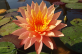 Нимфея Siam Sunset