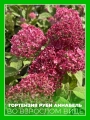 Гортензия древовидная Руби Аннабель