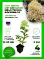 Гортензия метельчатая Жемчужина Фестиваля