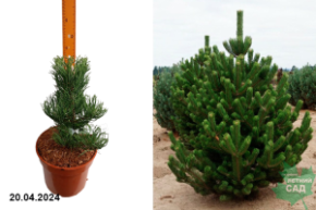 Сосна черная Орегон Грин 1