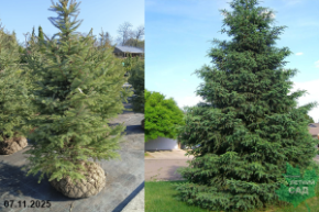 ель черная 180