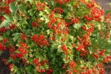 Viburnum opulus Compactum