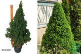 Ель канадская Коника (Picea glauca Conica) С5 д