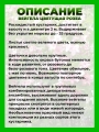 Вейгела цветущая Розеа