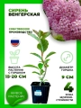 Сирень венгерская