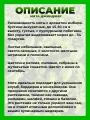 Мята Джинджер (имбирная)
