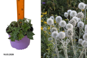 Мордовник стар фрост