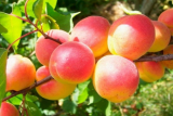Абрикос Краснощекий поздний (Prunus armeniaca Krasnoschekiy) ОКС