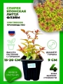 Спирея японская Литтл Флэйм