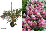 Гортензия Мэджикал Везувио (Hydrangea paniculata Magical Vesuvio) С3