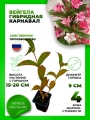 Вейгела цветущая Карнавал