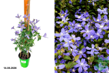 Клематис Арабелла (Clematis Arabella) С2,5 лс