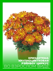 Хризантема крупноцветковая Рейнбоу Циркус