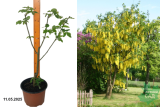 Бобовник Ватерера Восси (Laburnum watereri Vossii) С4