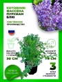 Котовник Фассена Пурсиан Блю