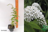 Вербейник ландышевый (клетровидный) (Lysimachia clethroides) С2
