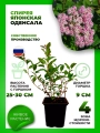 Спирея японская Оденсала