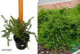 Жимолость блестящая (Lonicera nitida) С3