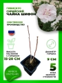 Гибискус сирийский Чайна Шифон