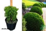 Туя западная Даника (Thuja occidentalis Danica) С7,5