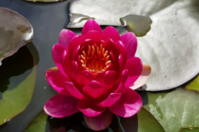 Нимфея Perrys Baby Red