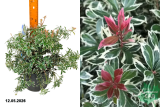 Пиерис японский Литтл Фрости (Pieris japonica Little Frosty) Р19