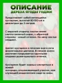 Дереза