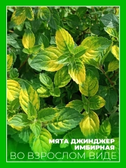 Мята Джинджер (имбирная)
