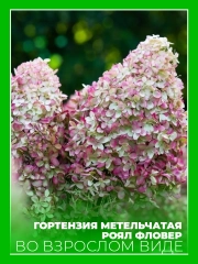 Гортензия метельчатая Роял Фловер