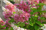 Гортензия метельчатая Пинк Леди (Hydrangea paniculata Pink Lady) Р9