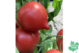 Томат Фифти Р9
