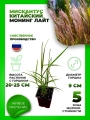 Мискантус китайский Монинг Лайт