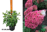 Гортензия метельчатая Строуберри Блоссом (Hydrangea paniculata Strawberry Blossom) С3