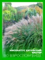 Мискантус китайский Кратер