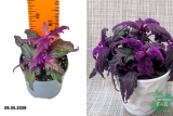 Гинура Пурпл Пэшн (Gynura Purple Passion) Р8,5